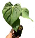 14" Philodendron McDowell Bush